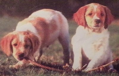 chiots
